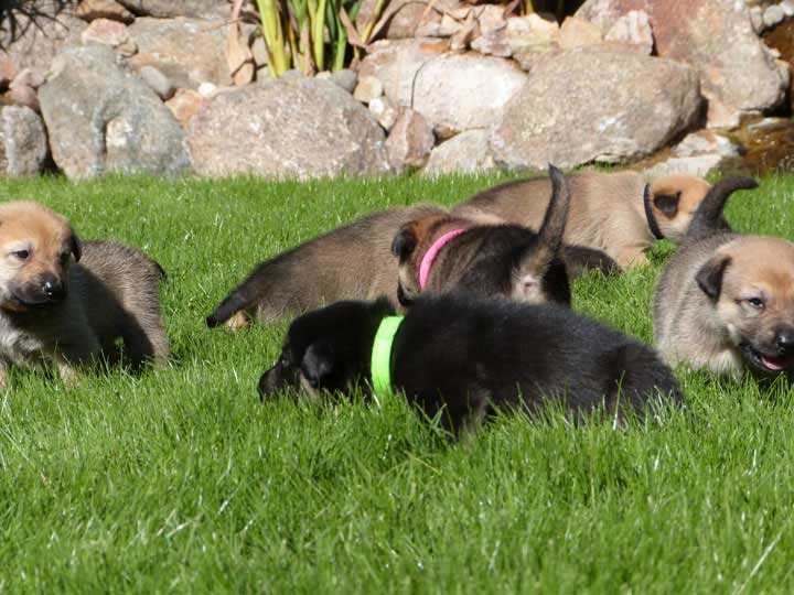 chinook dog